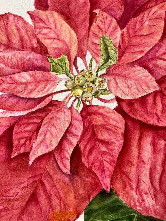 Christmas Poinsettia