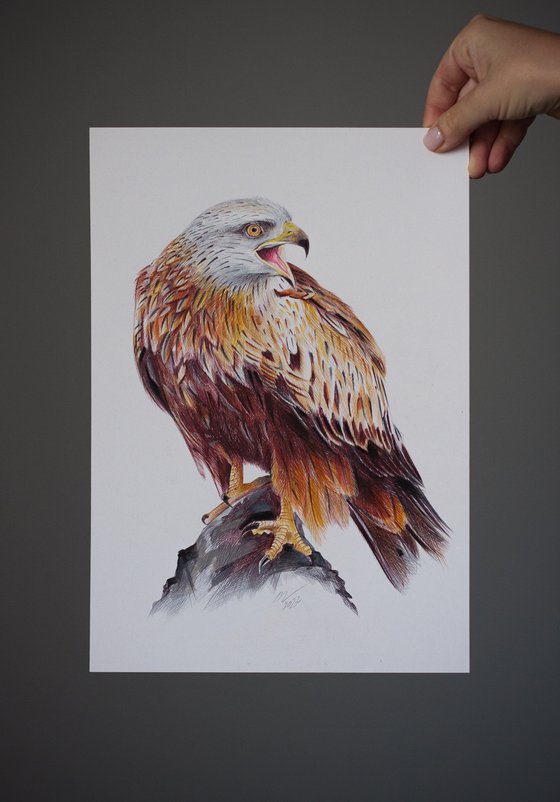 Red Kite