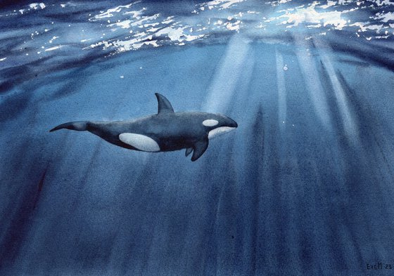 Set of two paintings. Killer whales underwater. Original watercolor artworks.