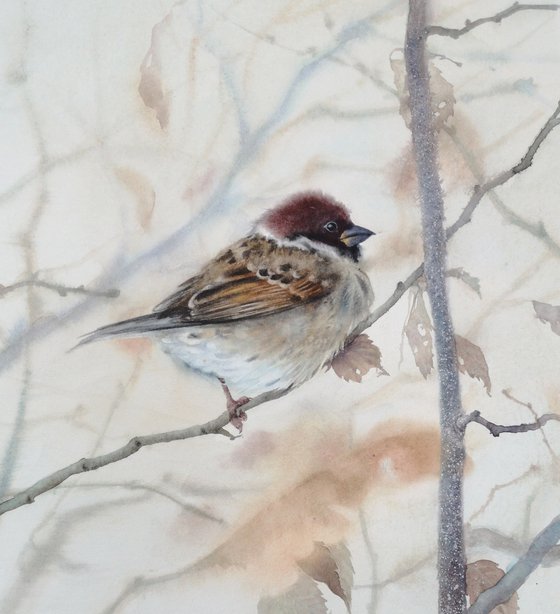 Sparrow in Winter watercolor