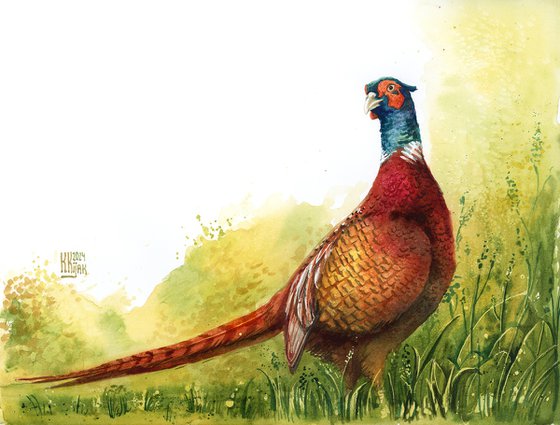 Pheasant