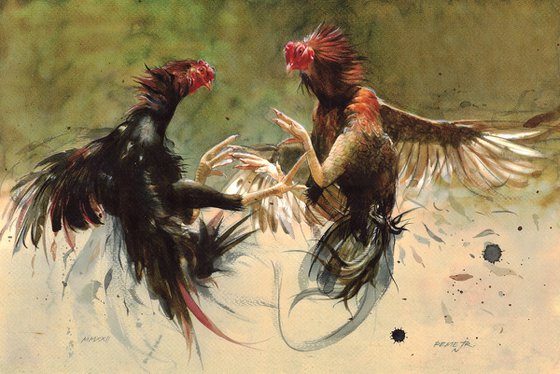 Roosters Battle