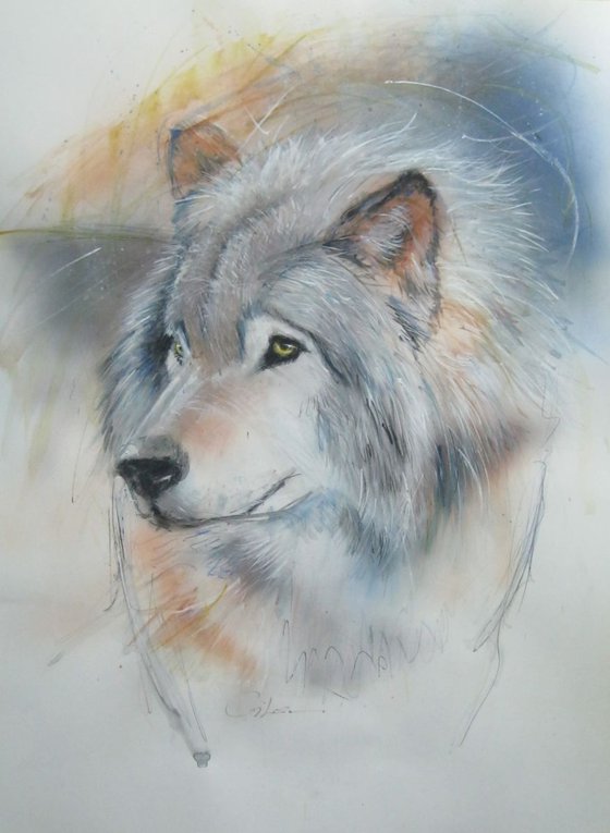 wolf no1v