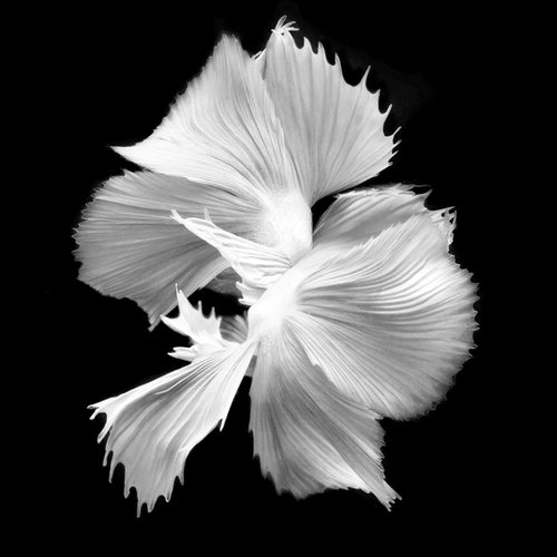 Betta BW 3 by MICHAEL FILONOW