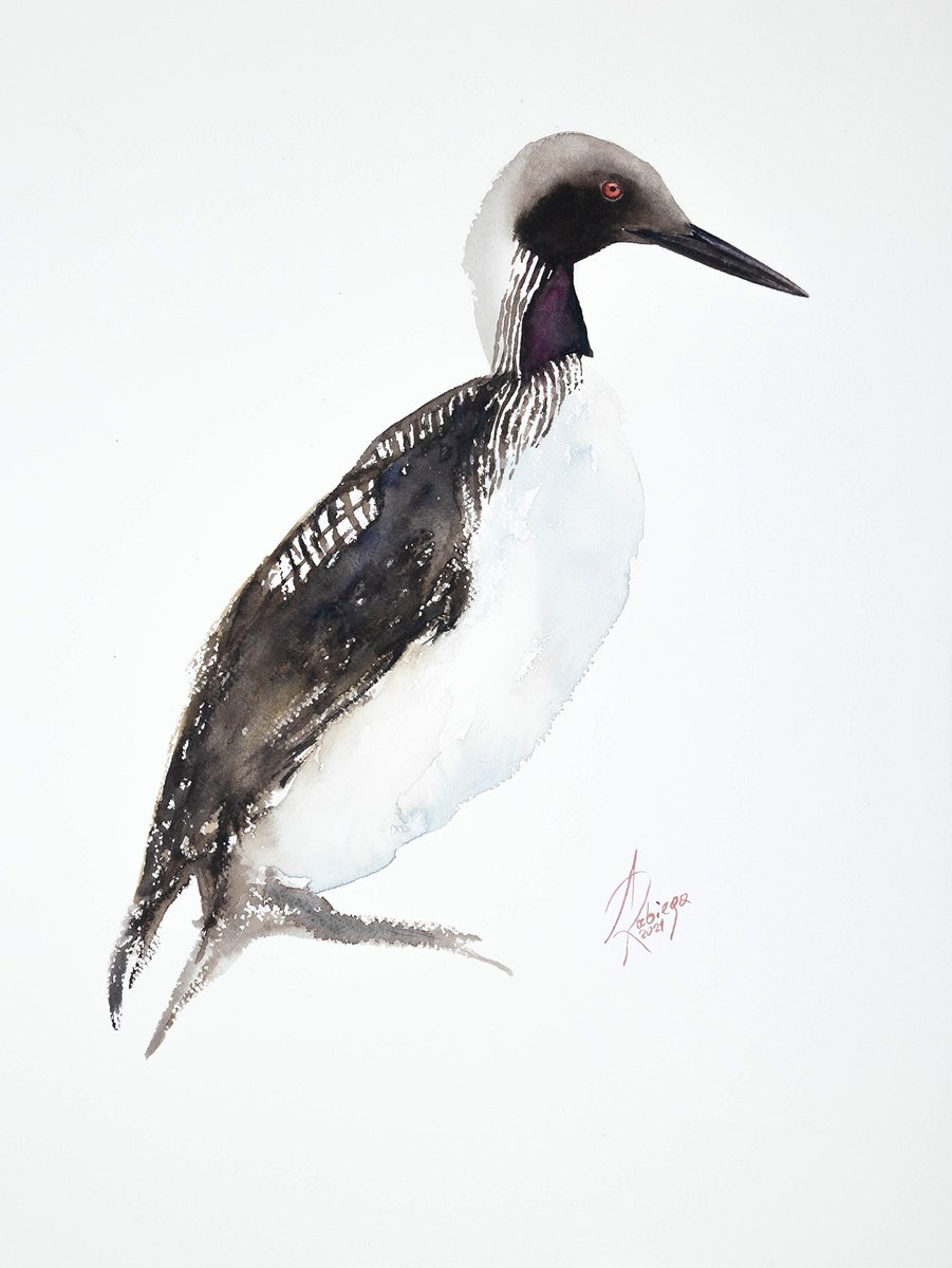 Black-throated loon by Andrzej Rabiega