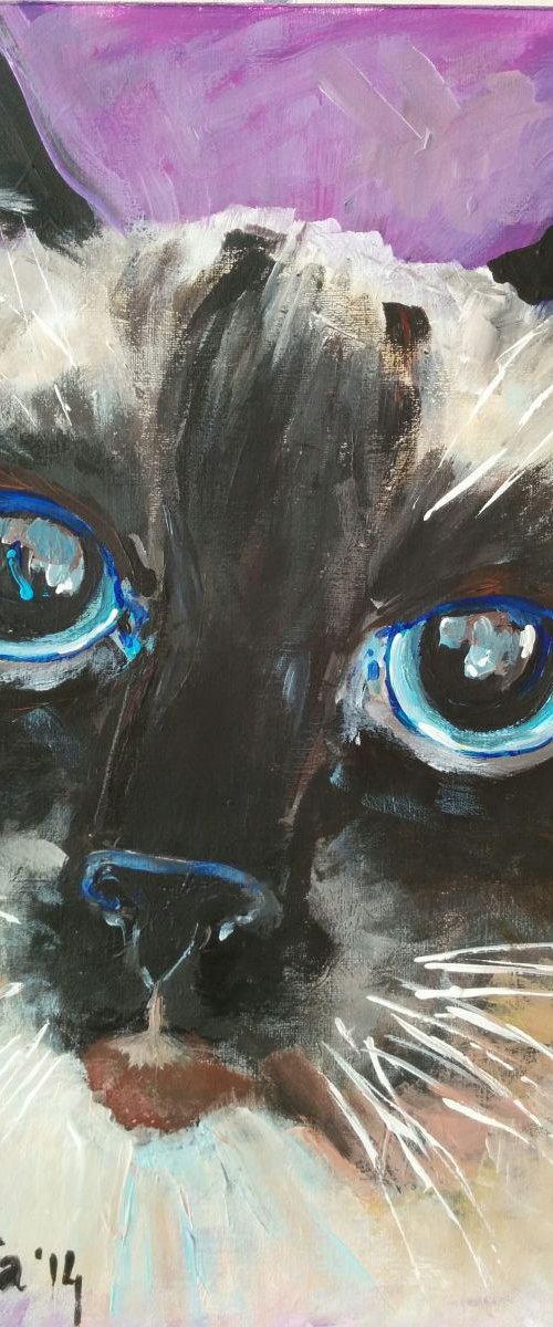 Cat portrait. Close up by Jelena Nova