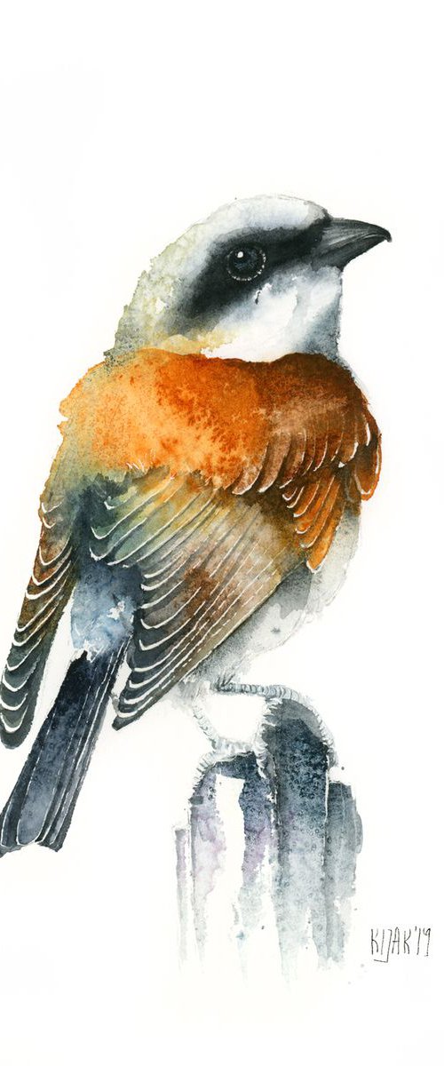 Red-backed shirke, wildlife, birds watercolours by Karolina Kijak