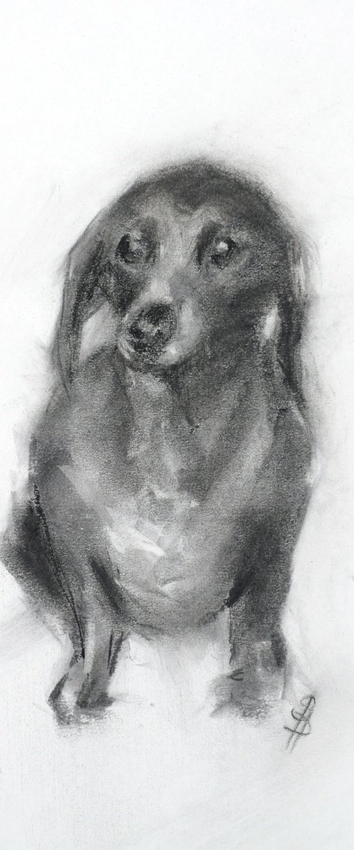 Dachshund by SBBoursot