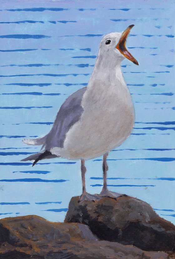 Noisy gull, St Ives