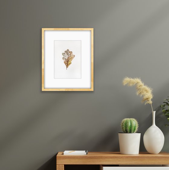 Last dance - oak leaf botanical watercolour illustration.