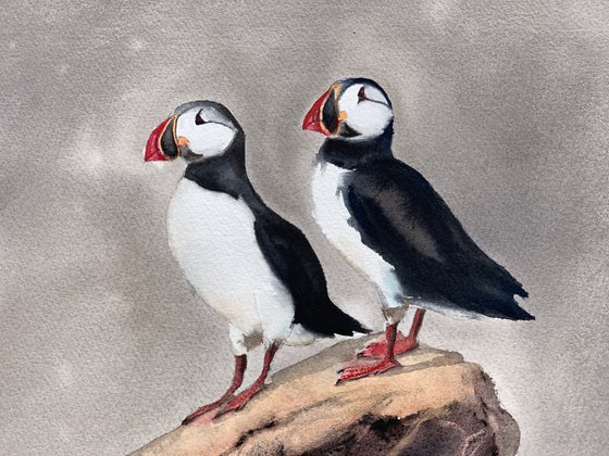 Puffins