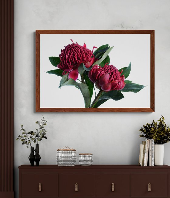 Red Waratahs