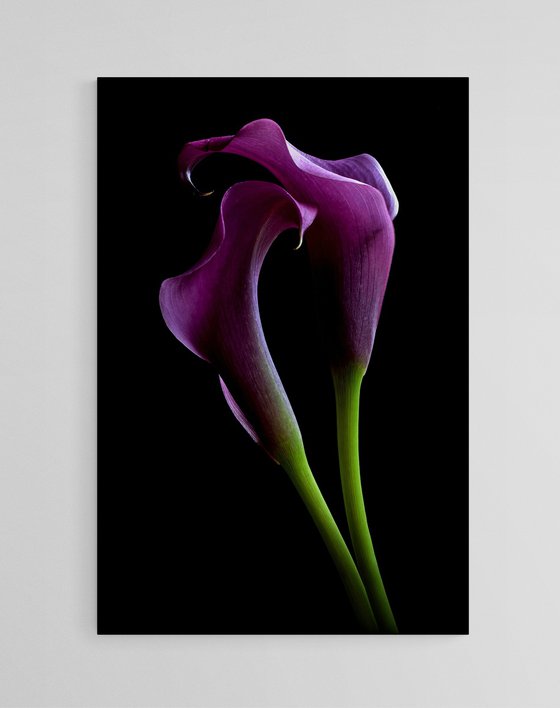 Grape Velvet Calla Lilies