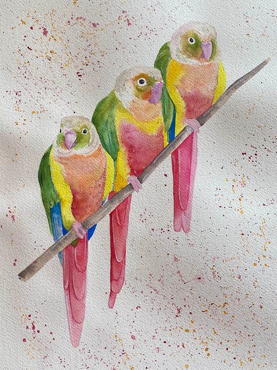 Green cheek conure party. Watercolour painting