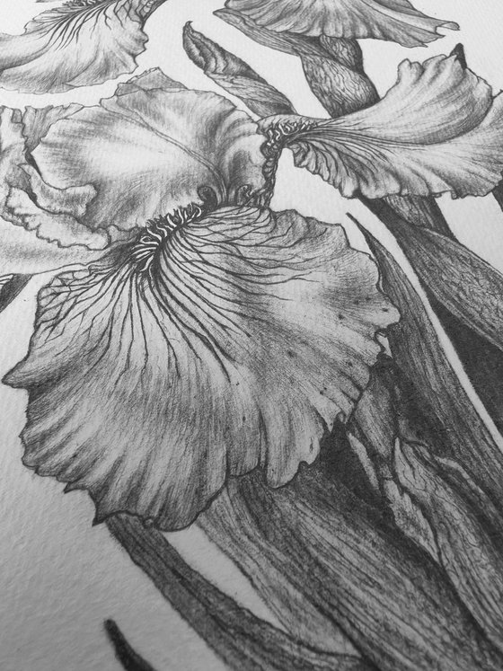 Iris Study in Graphite