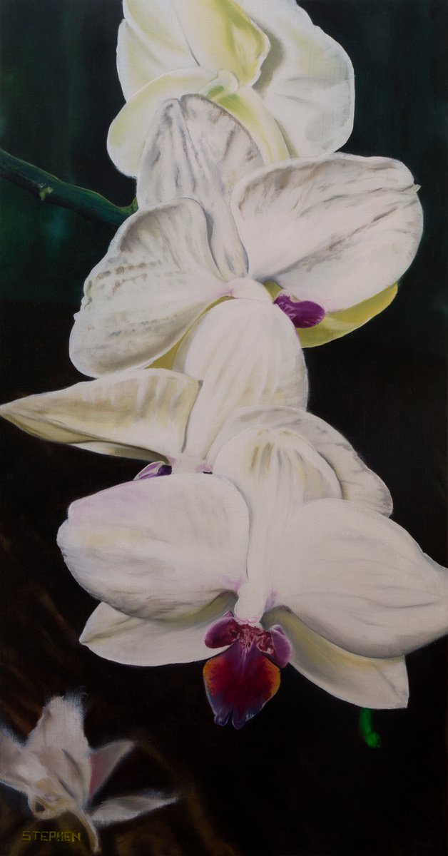 Orchid Parade by Steven M. Curtis