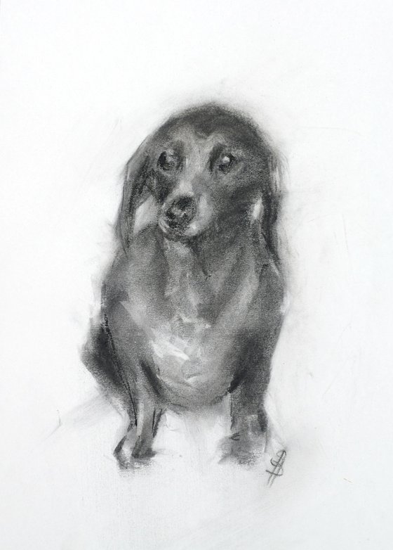 Dachshund