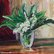Snowdrops by Alexander Shvyrkov