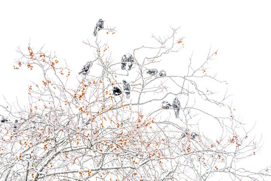 Rooks in Snow II