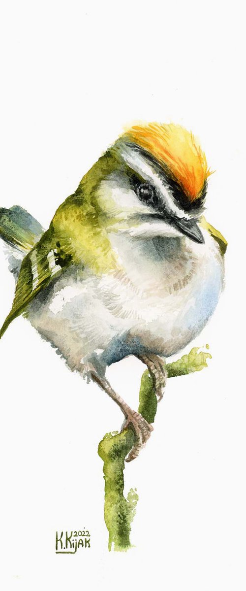 Firecrest, small forest bird by Karolina Kijak