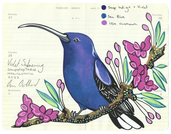 Birds of South America: Violet Sabrewing