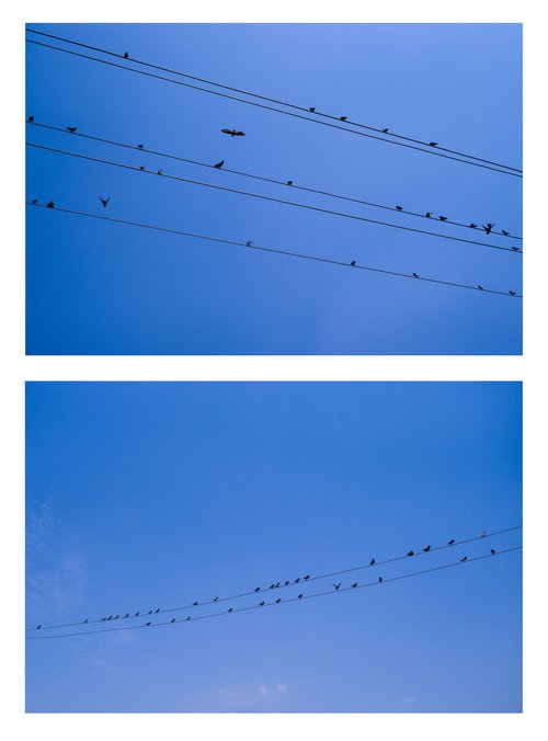 Birds on Wires Diptych by V Sebastian