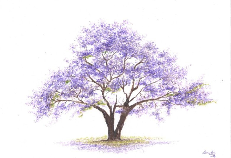 Jacaranda Tree Pencil drawing by Shweta Mahajan Artfinder