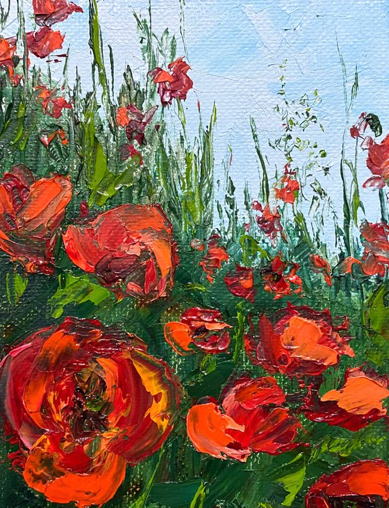 Poppies on the hill