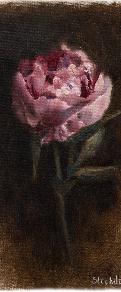 Peony by Maria Stockdale