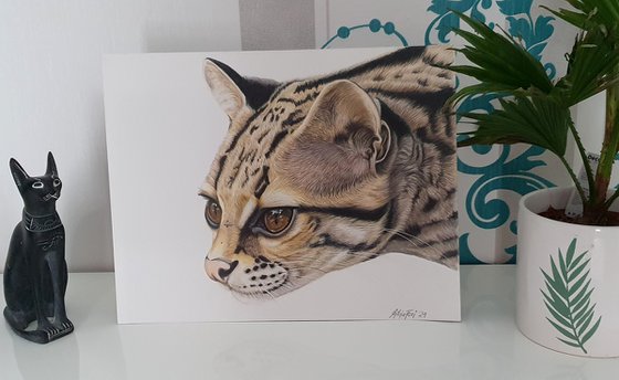 "Margay Portrait" Tree Ocelot - Original Colored Pencil drawing