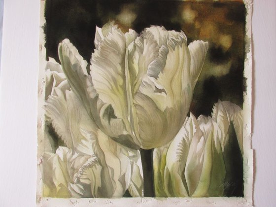 white parrot tulips in spring