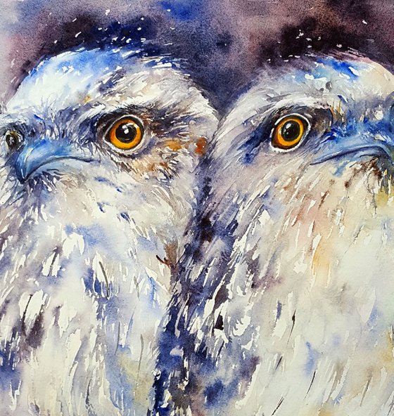 Tawny Frogmouth Duo