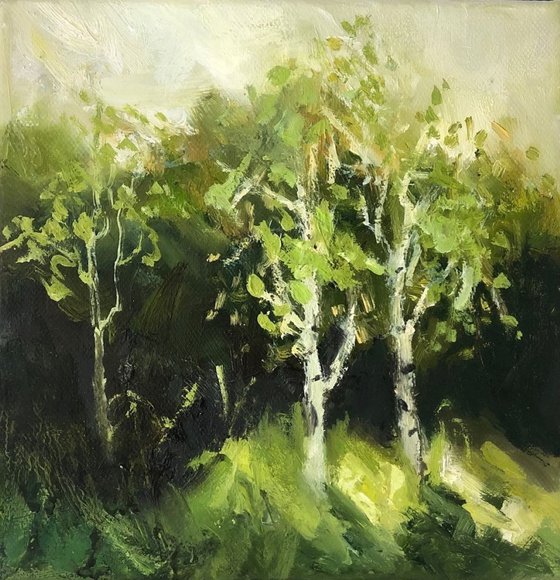 Birch Saplings