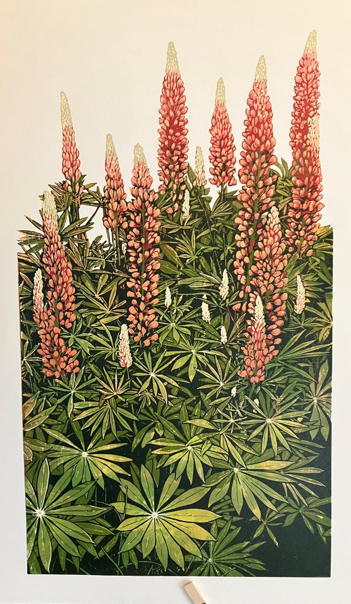 Lupins (orange) by Susan Noble