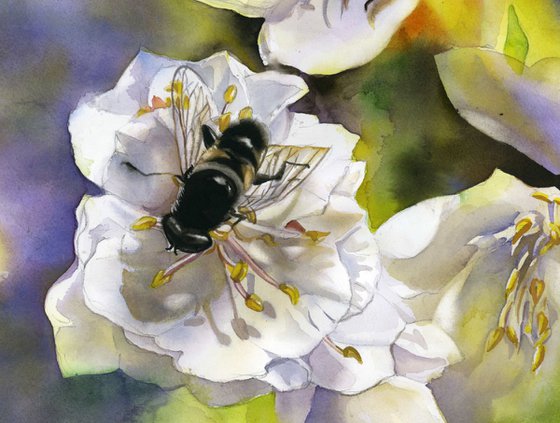 bee with pear blossom