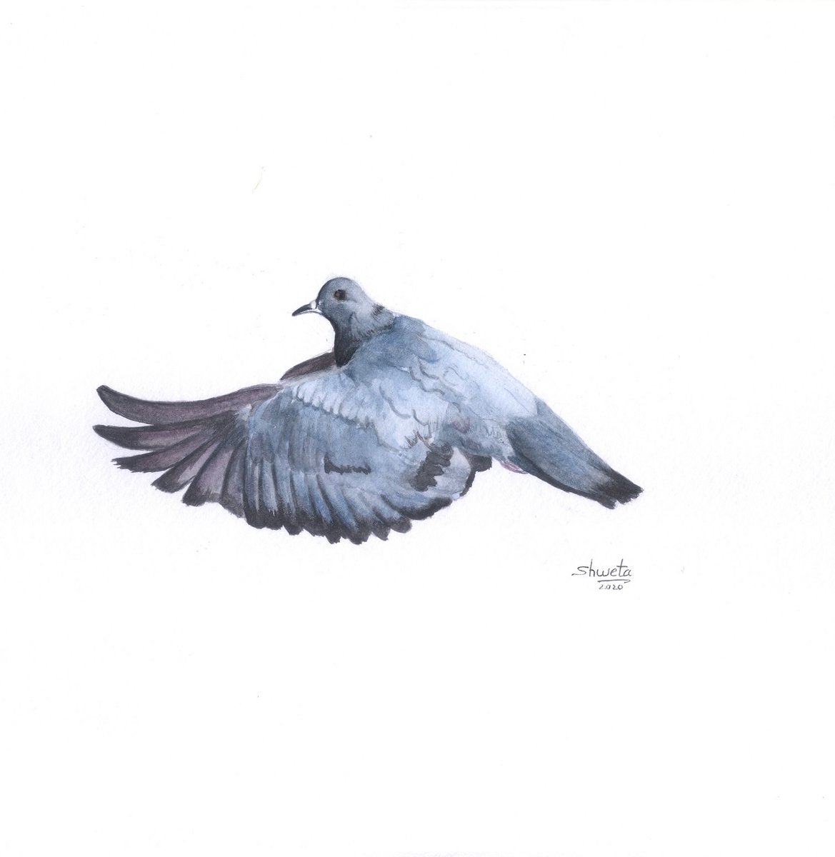 Common Pigeon Watercolor Painting by Shweta  Mahajan