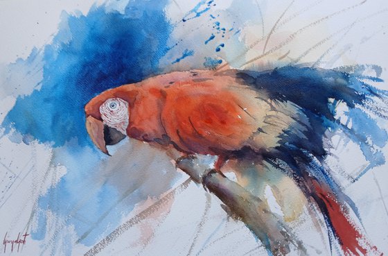 parrot 19