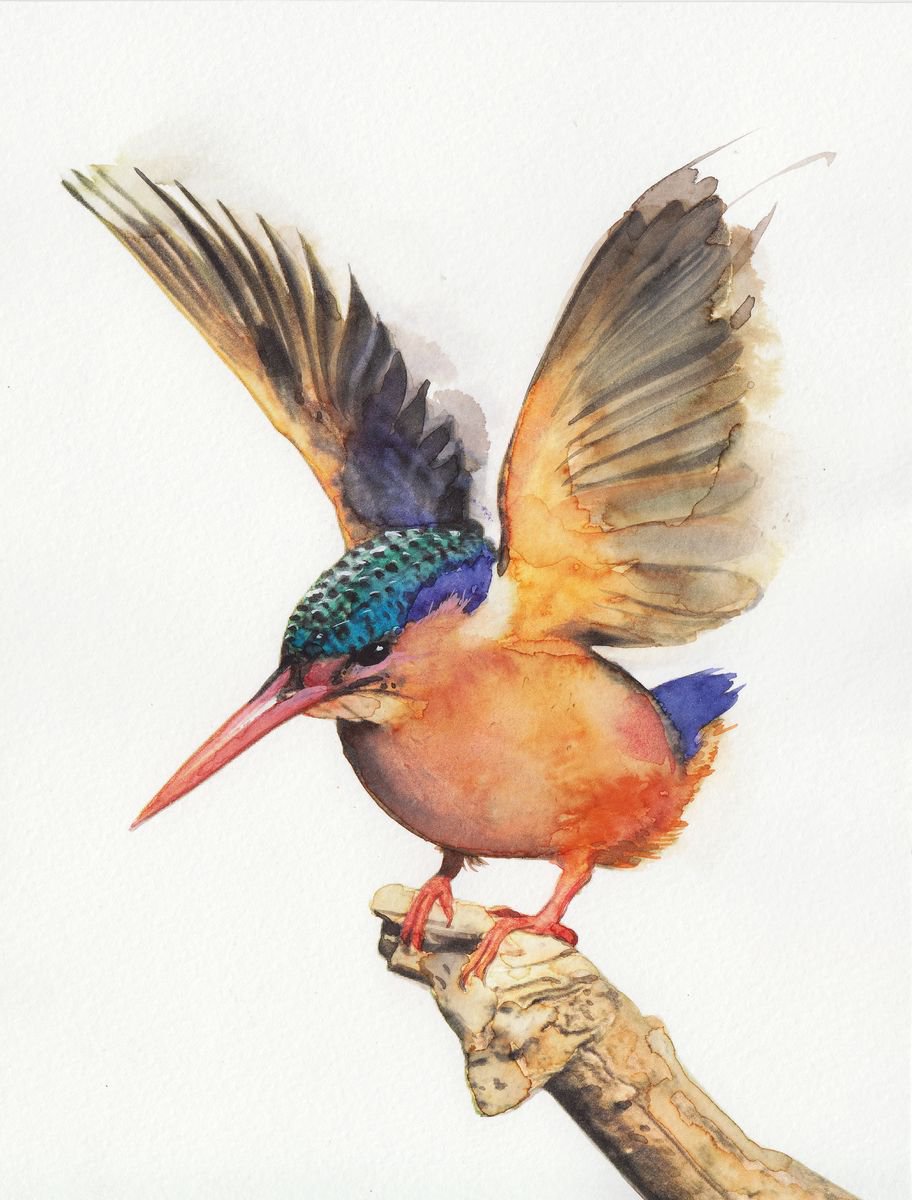 BIRD CLXXI - Kingfisher by REME Jr.