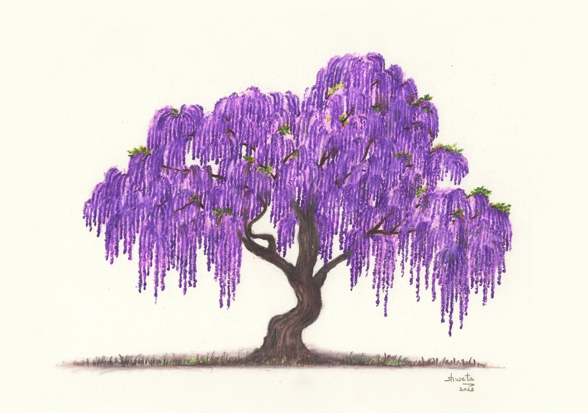 Wisteria Tree Colored Pencil Drawing by Shweta  Mahajan
