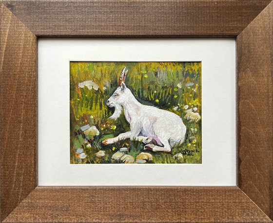 Mountain goat