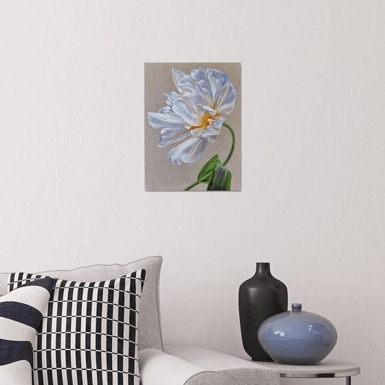 White tulip