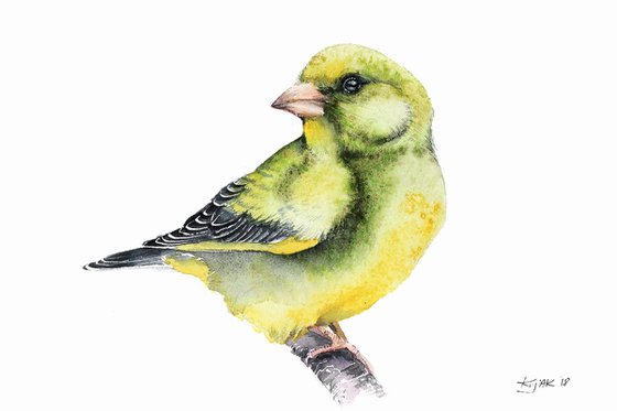 European Greenfinch, 20x30cm, watercolour painting