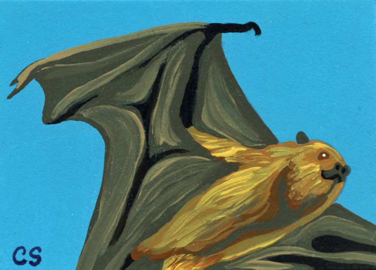ACEO ATC Original Miniature Painting Flying Fox Bat Wildlife Art-Carla Smale by carla smale