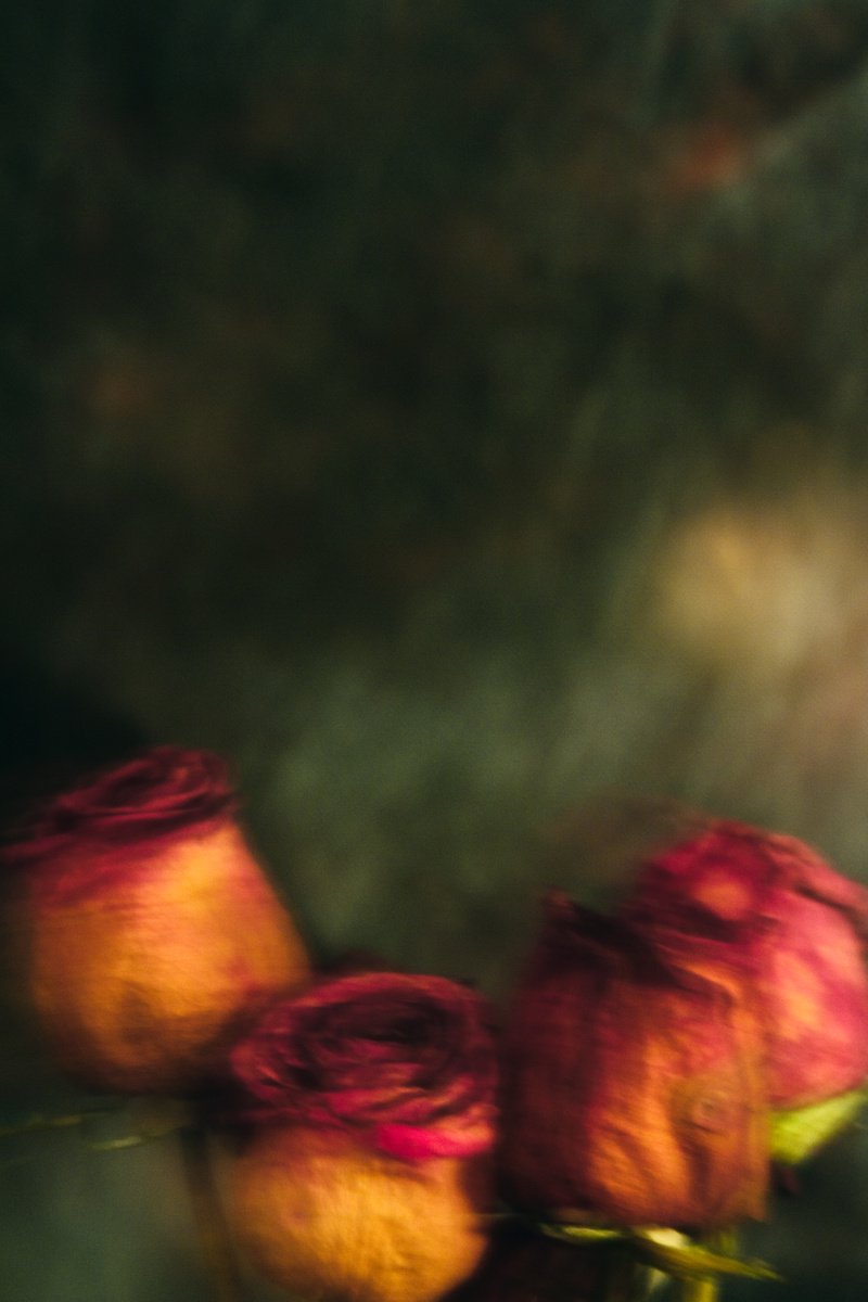 Impressionistic Botanical Photograph By Sandra Platas Hernandez, 12 X 17", Dancing Roses Iii, Original Artwork