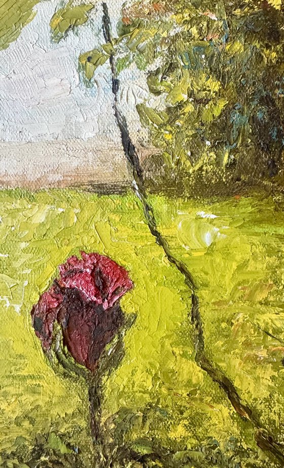 Flowers from my garden 5