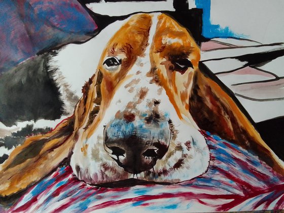 Bassethound