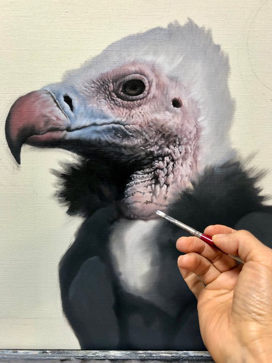 Extravagant Coat / White headed vulture