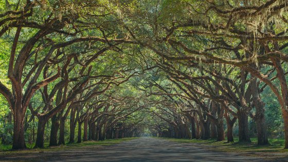 LIVE OAK ALLEY