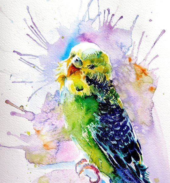 Lovely parrot