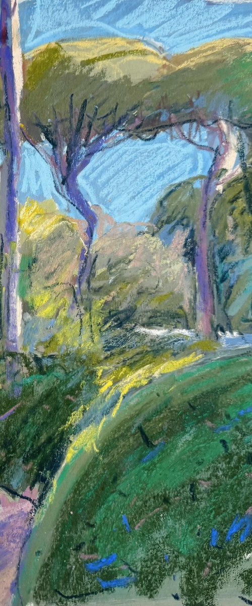Portuguese pines by Natalie Bird